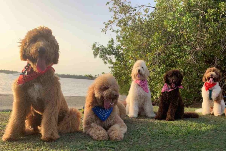When do Goldendoodles Stop Growing?! The Complete Goldendoodle Growth Stages Guide (Vet Approved