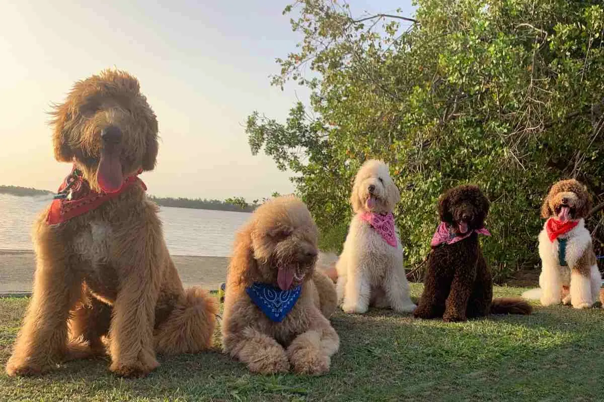When Do Goldendoodles Stop Growing?! The Complete Goldendoodle Growth Stages Guide (Vet Approved!) 6 Do Goldendoodles Change Color_ Puppies And Minis Too