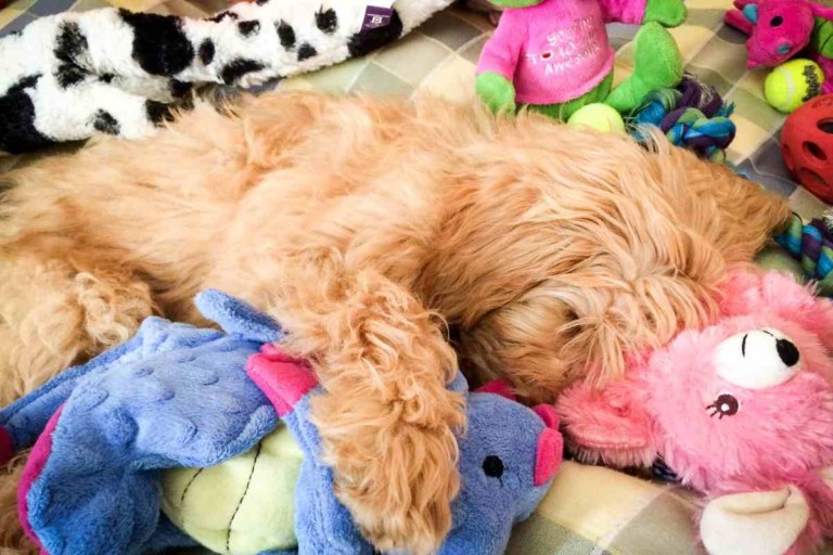 How Much Sleep Does A Goldendoodle Puppy Need?