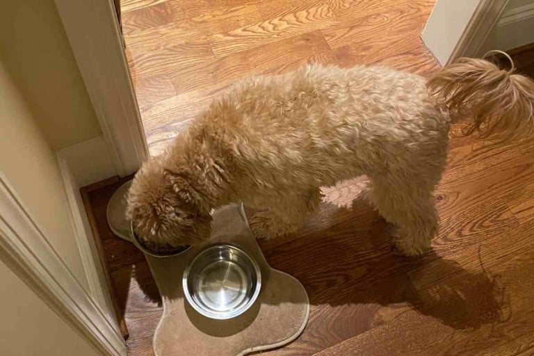 How To Deal With A Goldendoodle Picky Eater