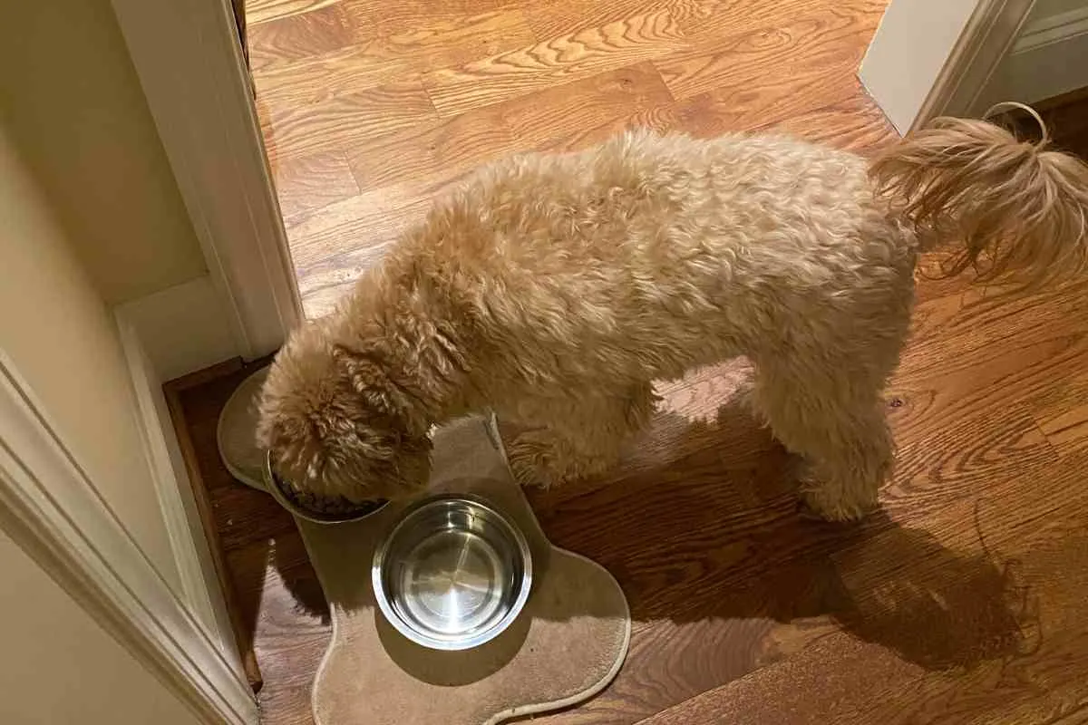 F1B Goldendoodle Life Expectancy: Understanding Your Doodle'S Longevity 4 How To Deal With A Goldendoodle Picky Eater
