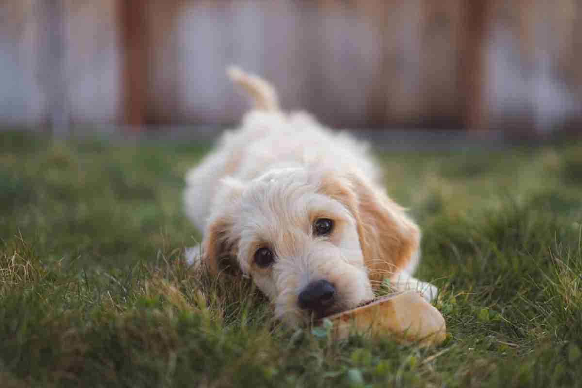 When Do Goldendoodle Puppies Stop Biting And How You Can Stop It!