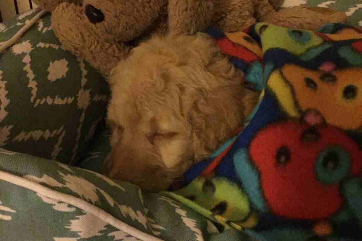 When Do Goldendoodles Sleep Through The Night?