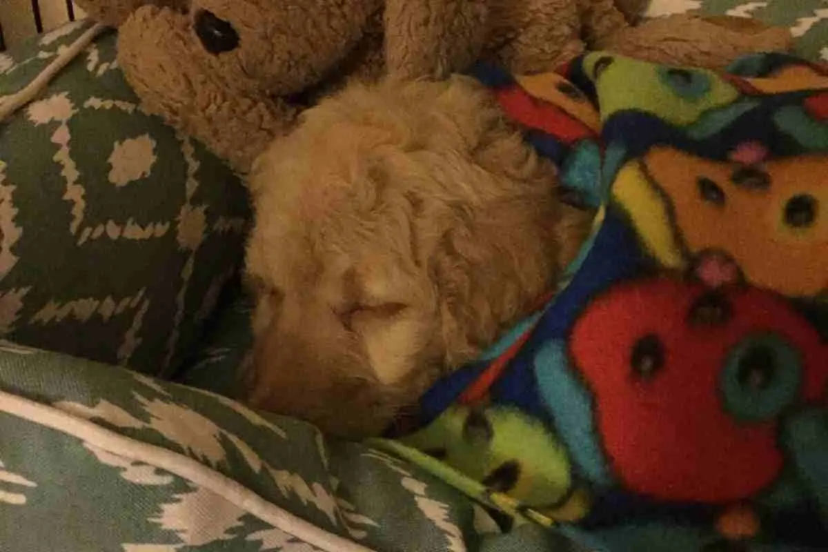 How Long Do Goldendoodles Sleep At Night? When Do Puppies Sleep Through The Night? 2 When Do Goldendoodles Sleep Through The Night?