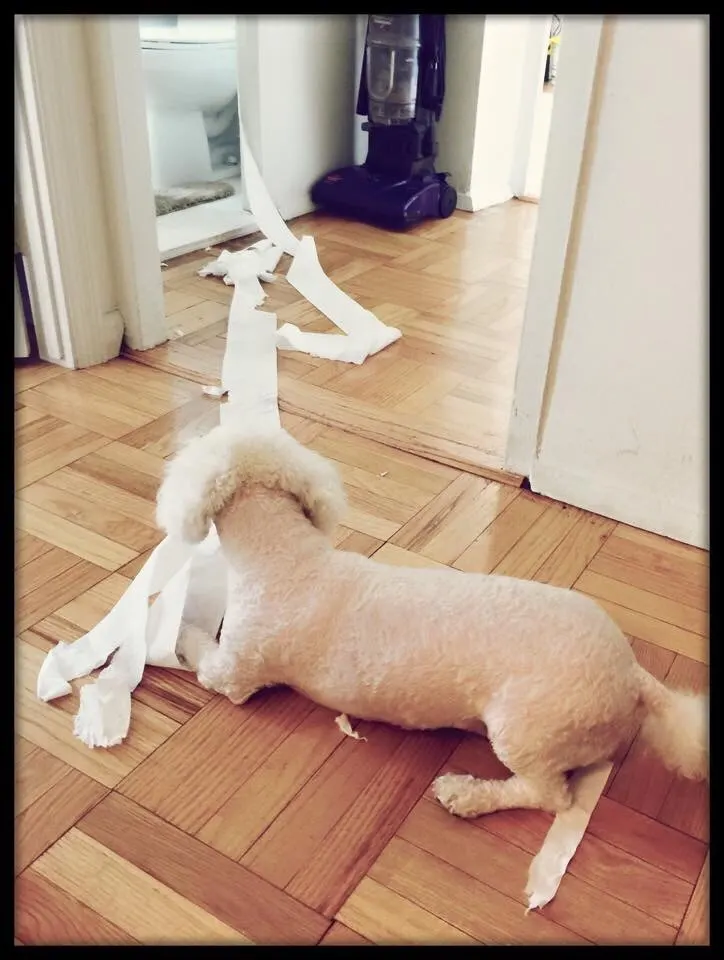 Goldendoodle Exercise Needs: Veterinarian Guidelines For Puppies, Adults, And Seniors 10 How Do You Stop A Goldendoodle From Eating Everything?