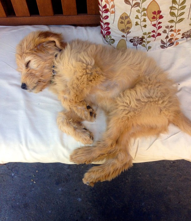 How Much Sleep Does A Goldendoodle Puppy Need? Do They Sleep A Lot?