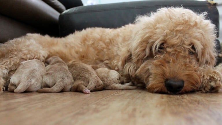 Goldendoodles Vs. Bernedoodles: What Is The Difference