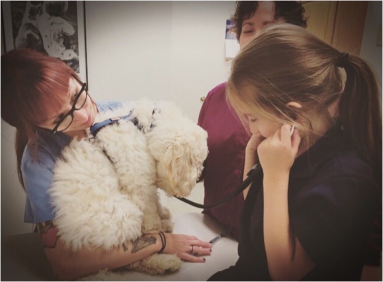 How To Take Care Of A Goldendoodle Puppy 14 Veterinarian Tips