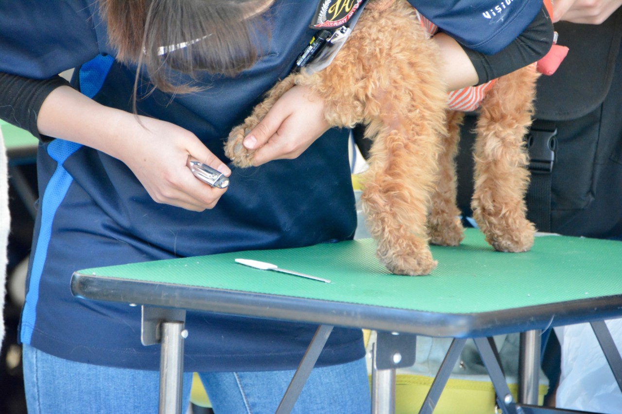 How Often Should I Comb My Goldendoodle