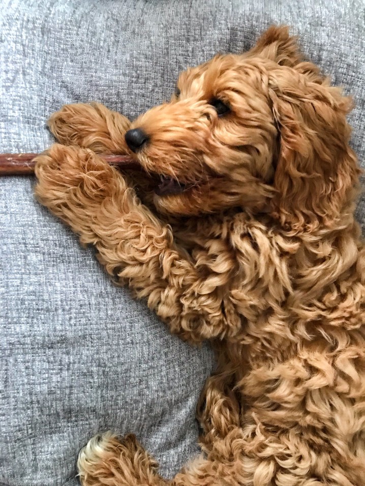 How Do You Stop A Goldendoodle From Eating Everything?