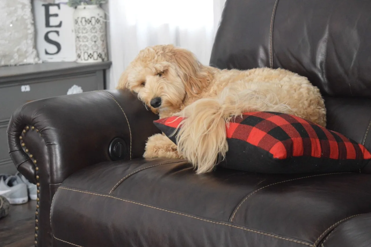 Can Mini Goldendoodles Live In Apartments? A Complete Guide 4 Can Mini Goldendoodles Live In Apartments? A Complete Guide