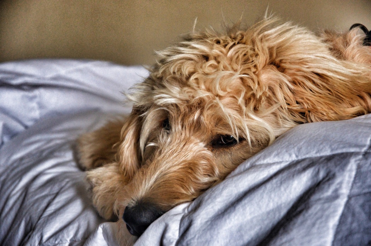 How To Take Care Of A Senior Goldendoodle