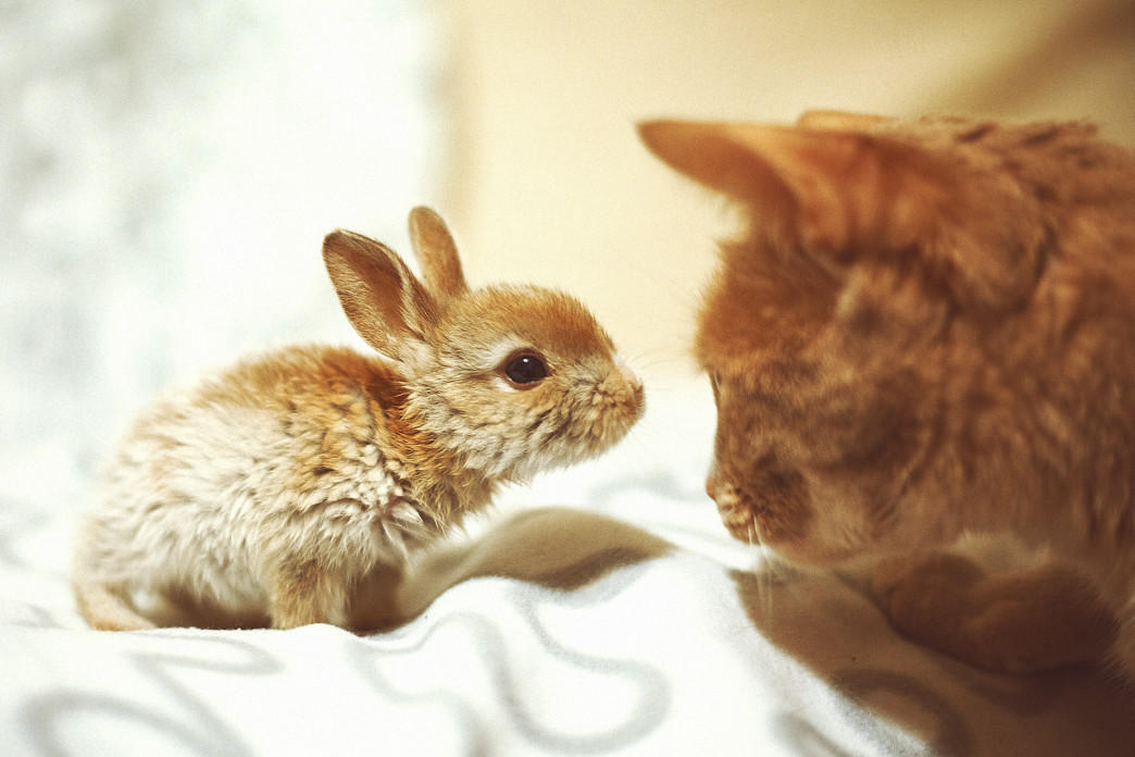 Are Goldendoodles Good With Rabbits?