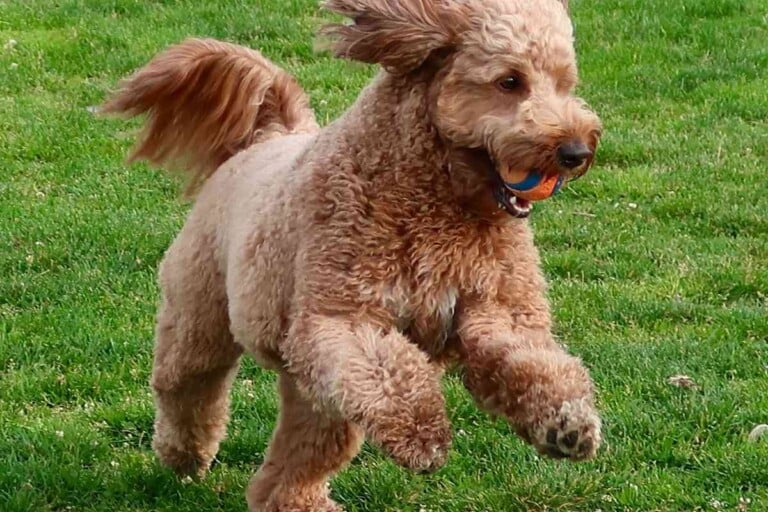 Is Your Mini Goldendoodle Big? What’s Going On?