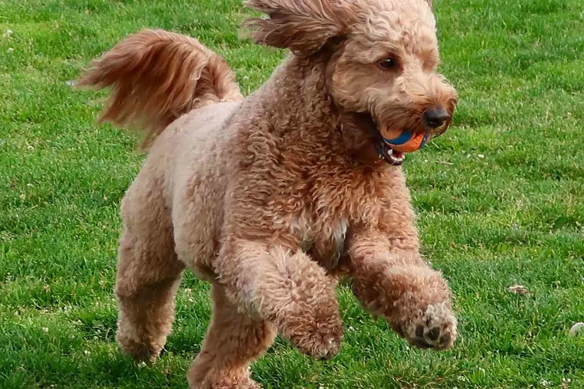 Mini Goldendoodle Weight Guidelines: How Much Do Mini Goldendoodles Weigh? 7 Is Your Mini Goldendoodle Big? What’s Going On?