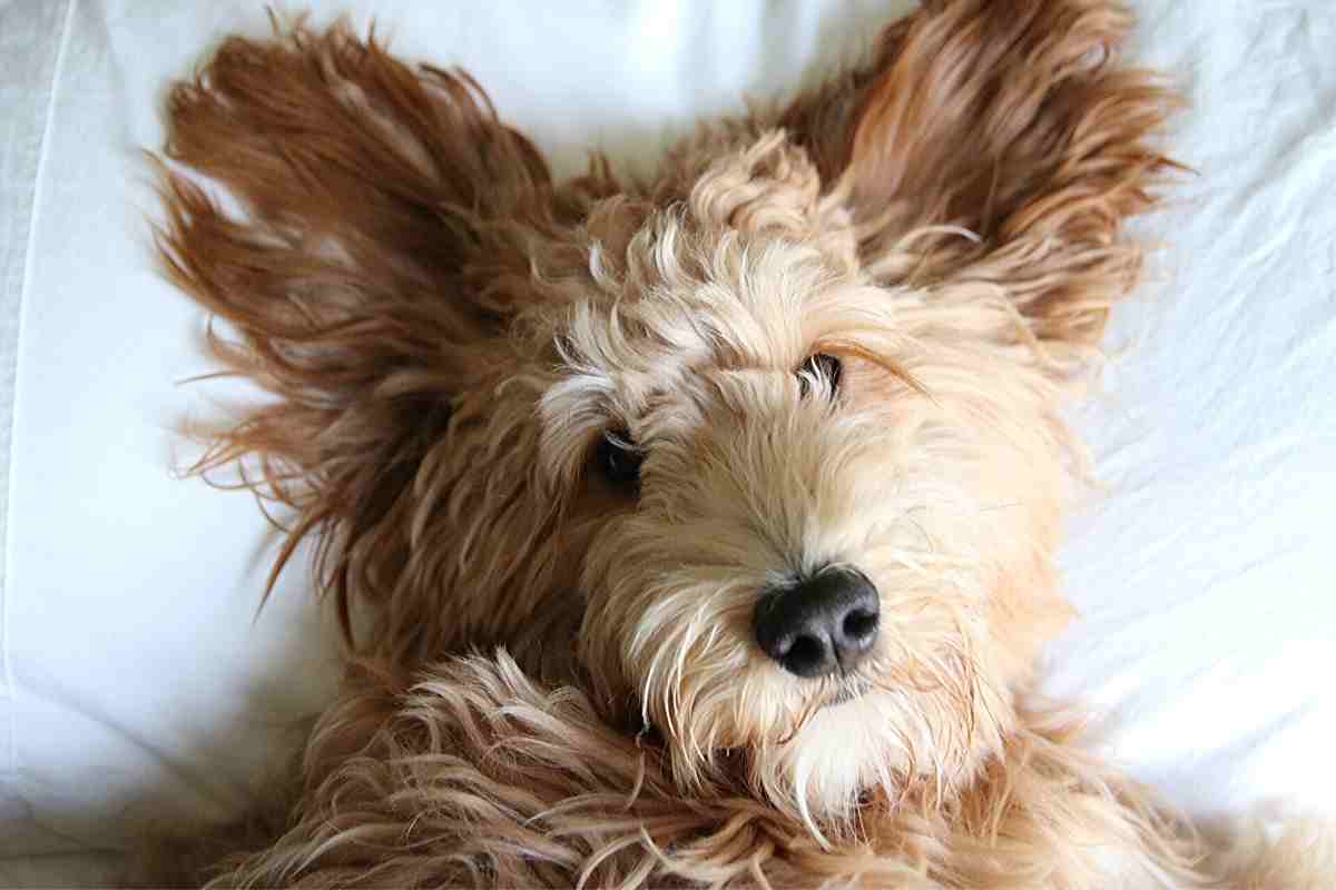 What To Look For In A Goldendoodle Puppy: 1St Time Owners Guide