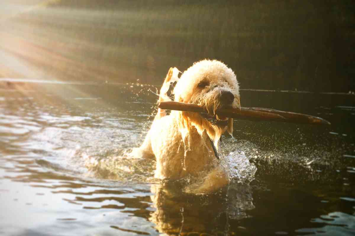 How Much Exercise Does Your Adult Goldendoodle Need?