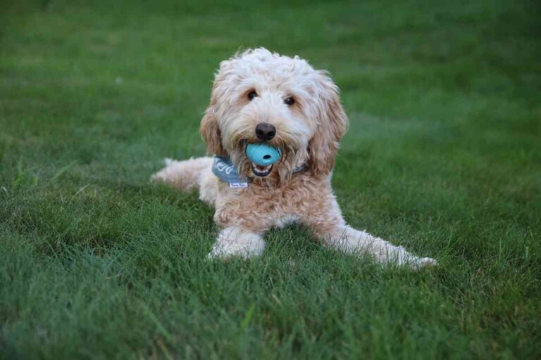 Goldendoodle Exercise Needs: Veterinarian Guidelines For Puppies, Adults, And Seniors