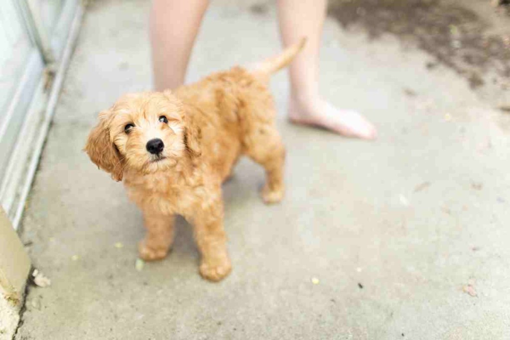 How Long Do Goldendoodles Stay Puppies? Goldendoodle Advice