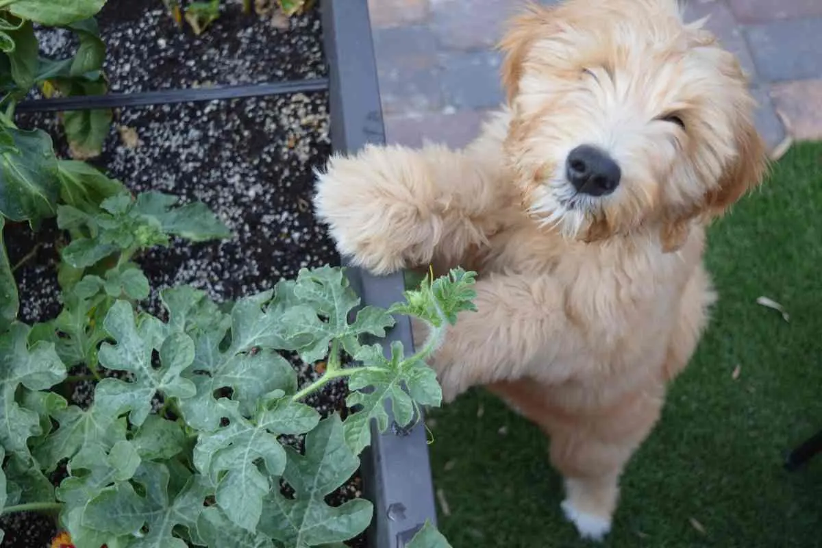 7 Reasons For Goldendoodle Barking 6 5 Reasons Your Goldendoodle Is Whining And How To Make It Stop!