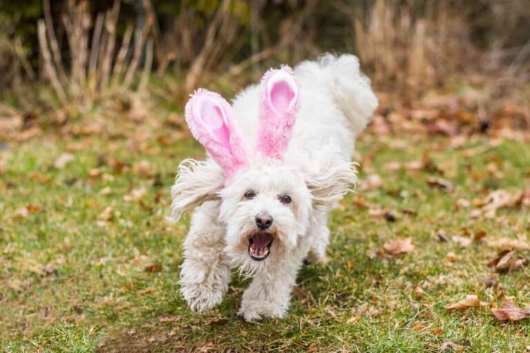 Are Goldendoodles Good With Rabbits?