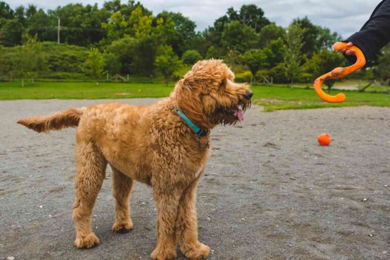 Can Goldendoodles Be Kept Outside?