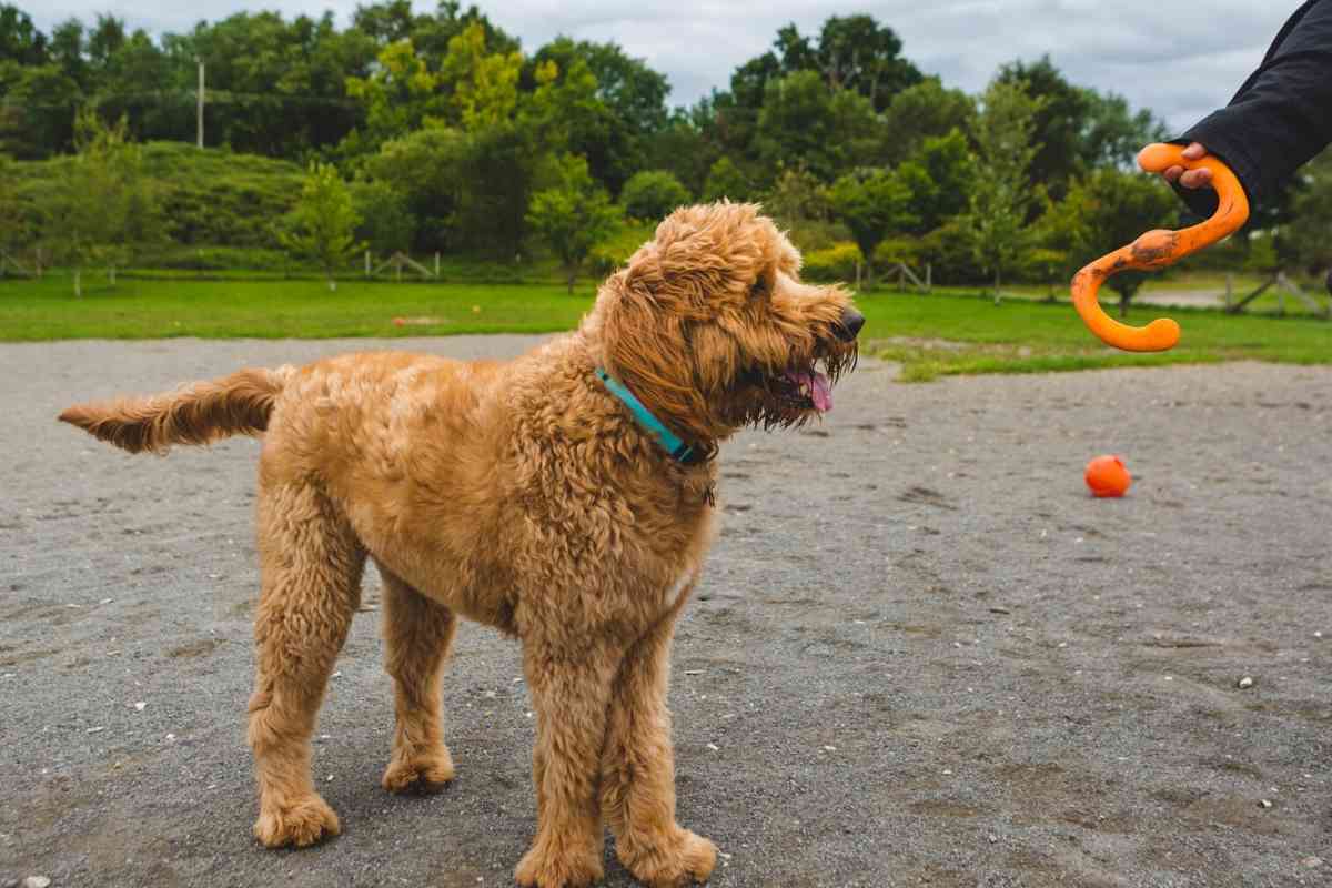 Can Goldendoodles Be Outside Dogs? Goldendoodle Advice