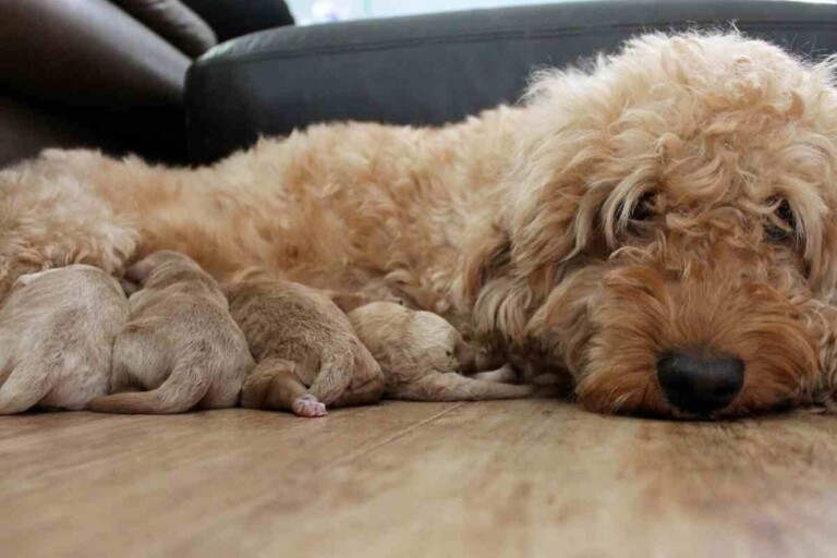 Can You Breed Two Mini Goldendoodles? #Dogs #Puppies