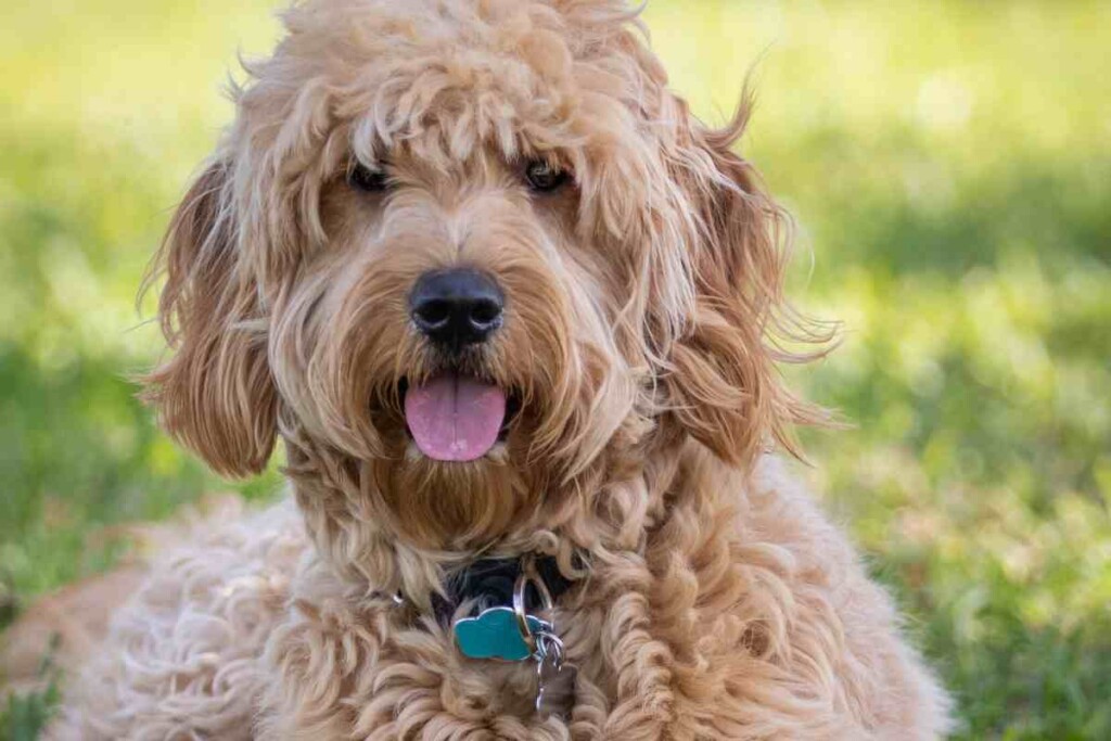 How Do You get Matted Hair off a Dog Without Cutting It_ Goldendoodle