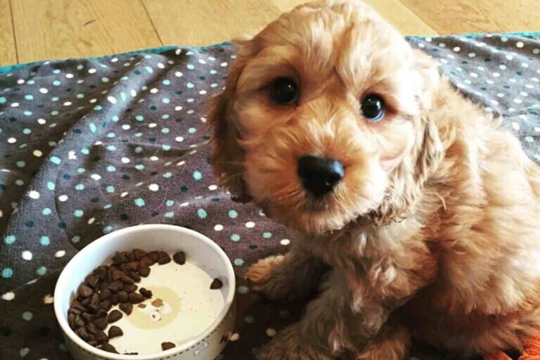 How Much Water Should A Golden-Doodle Puppy Drink?