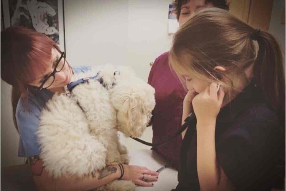 Why Your Goldendoodle Keeps Throwing Up And What To Do 4 Why Your Mini Goldendoodle Keeps Throwing Up And What To Do