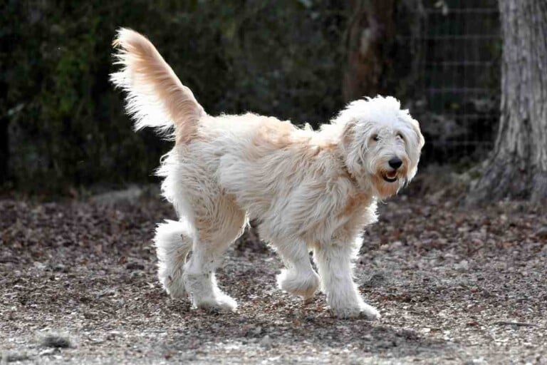 7 Reasons Your Goldendoodle Is Limping And How To Fix It!