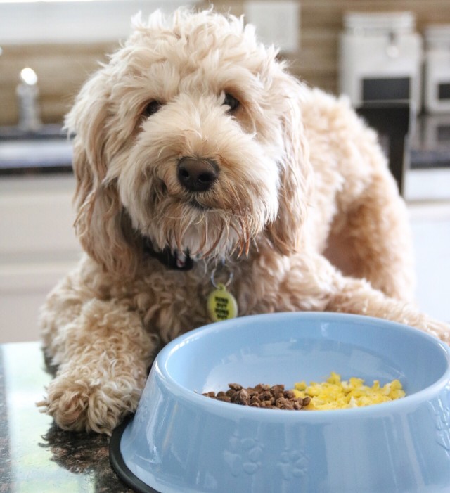 Why Your Mini Goldendoodle Keeps Throwing Up And What To Do