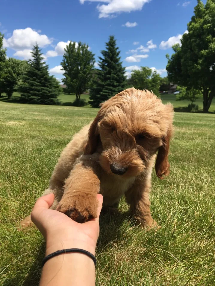 When Do Goldendoodles Stop Growing?! The Complete Goldendoodle Growth Stages Guide (Vet Approved!) 8 Is Your Mini Goldendoodle Big? What’s Going On? Paw Size For How Big