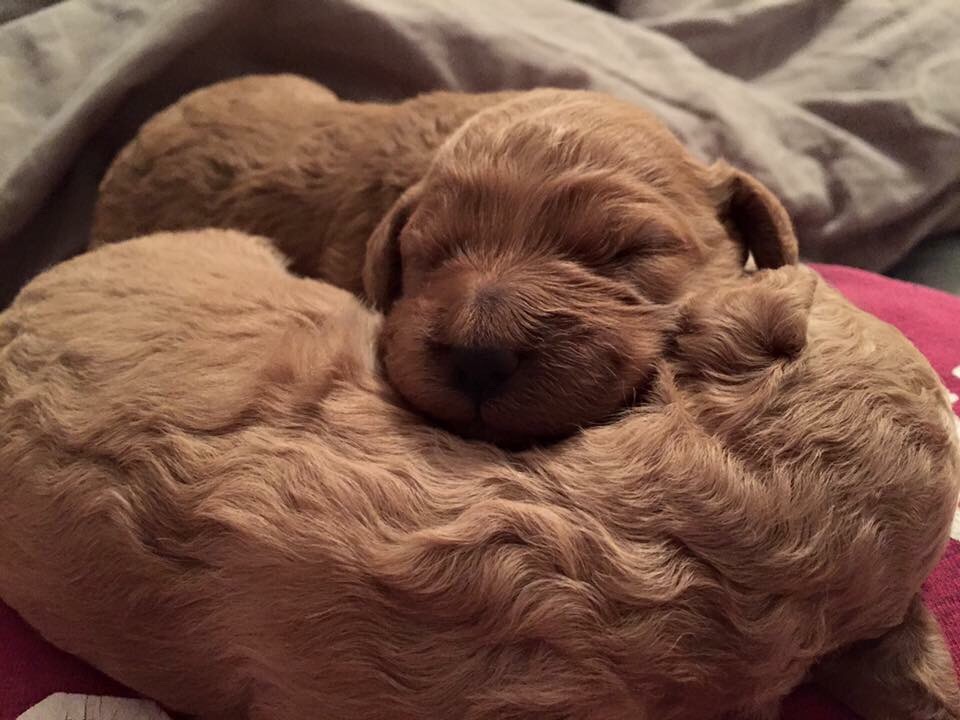 New Goldendoodle Puppy, A Vet'S Guide To Getting Your First Goldendoodle Or Mini Goldendoodle Puppy! #Dogs, #Puppies #Goldendoodles