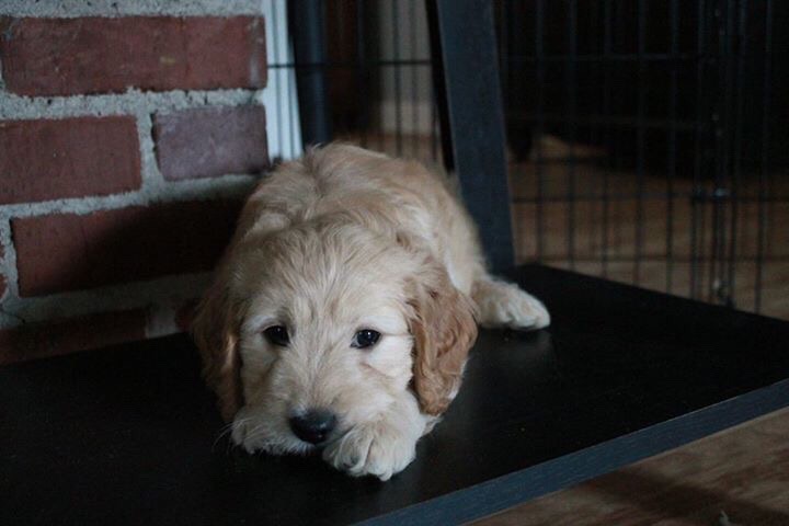 When A Goldendoodle Puppy Is Calm, Do You Need To Worry?