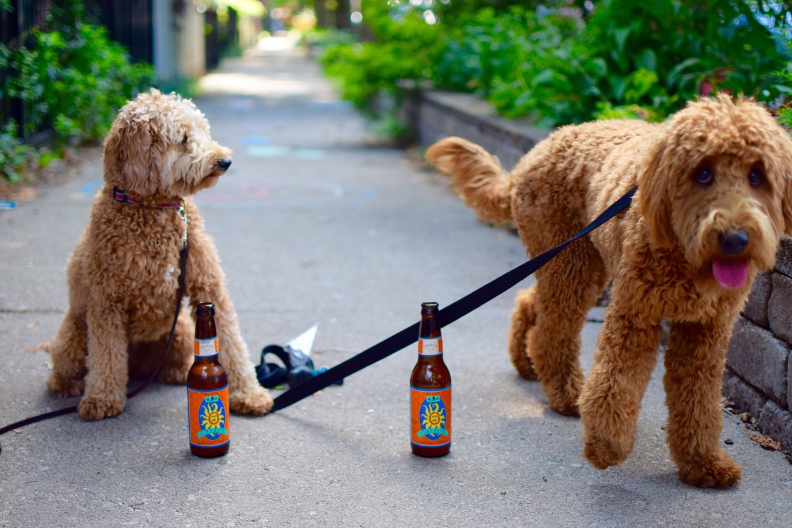 Is Your Mini Goldendoodle Big? What’s Going On?
