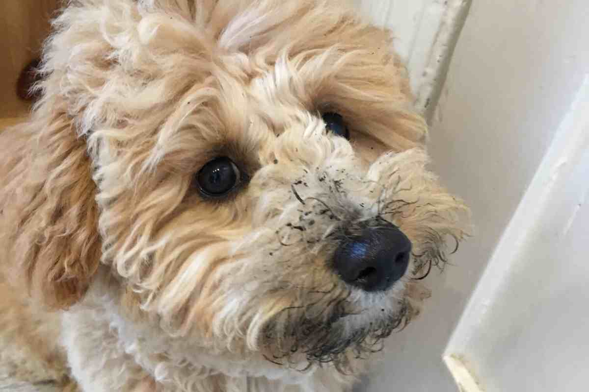 Why Does My Goldendoodle Smell So Bad? How To Keep A Goldendoodle Smelling Good: A Complete Guide