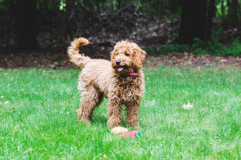 How Often Can You Breed A Goldendoodle? (Veterinarian Explained!)