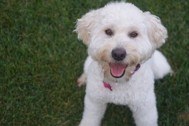 Why Do Goldendoodles Pee When Excited? (Vet Explained!)