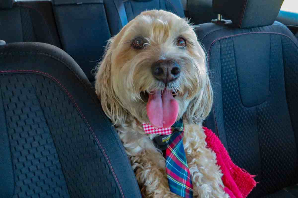 What To Do About Goldendoodle Hair Loss &Amp;Amp; Bald Spots: Symptoms, Causes, And Diagnosis Suggestions (Vet Advice!) 4 What To Do About Goldendoodle Hair Loss &Amp;Amp; Bald Spots: Symptoms, Causes, And Diagnosis Suggestions #Vet #Dog #Doodles