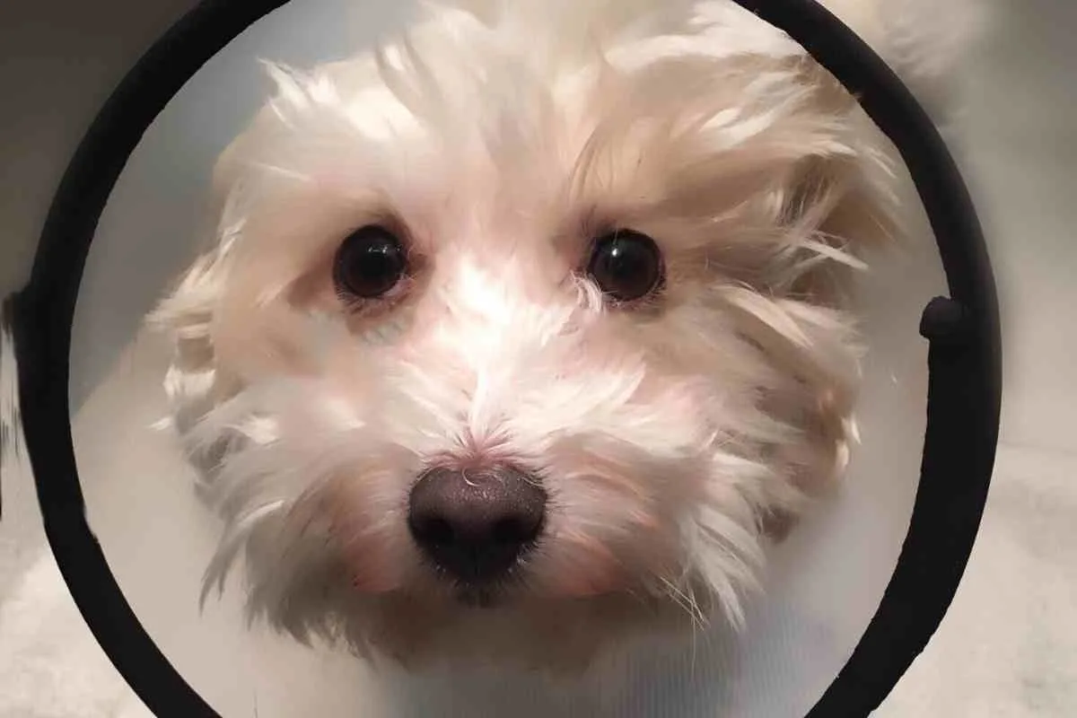 When Should Goldendoodles Be Spayed? (Veterinarian Advice!) 2 When Should A Goldendoodle Be Spayed?