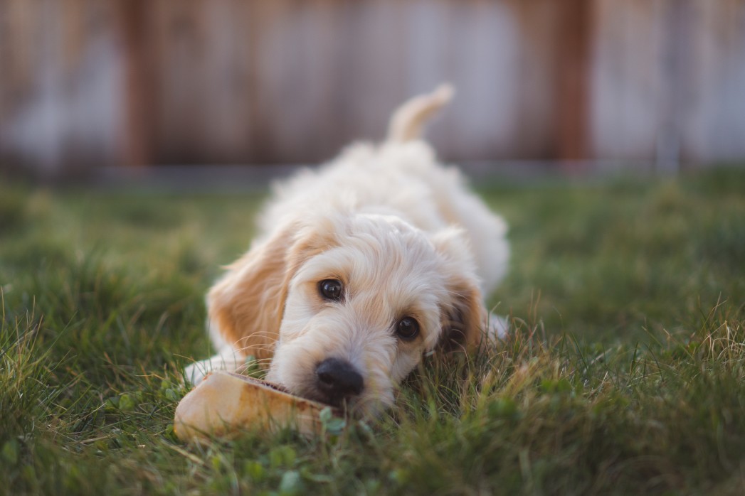 What To Do About Goldendoodle Hair Loss &Amp; Bald Spots: Symptoms, Causes, And Diagnosis Suggestions #Vet #Dog #Doodles