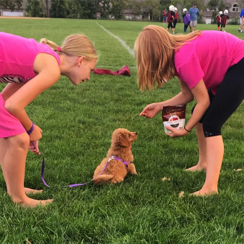 Goldendoodle Must Haves: Veterinarian-Approved Must-Haves For Your New Goldendoodle Puppy 5 Puppy Checklist ✅| Must Haves To Bring Home Your New Goldendoodle Puppy