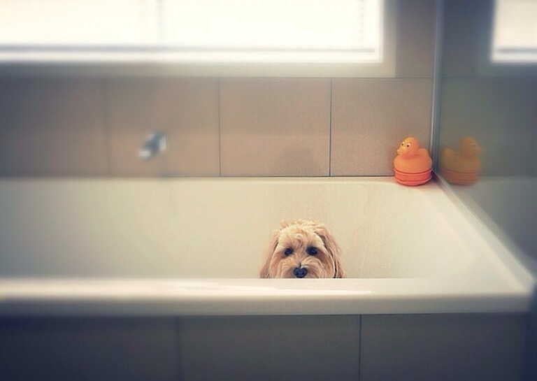How To Keep A Goldendoodle Smelling Good A Complete Guide