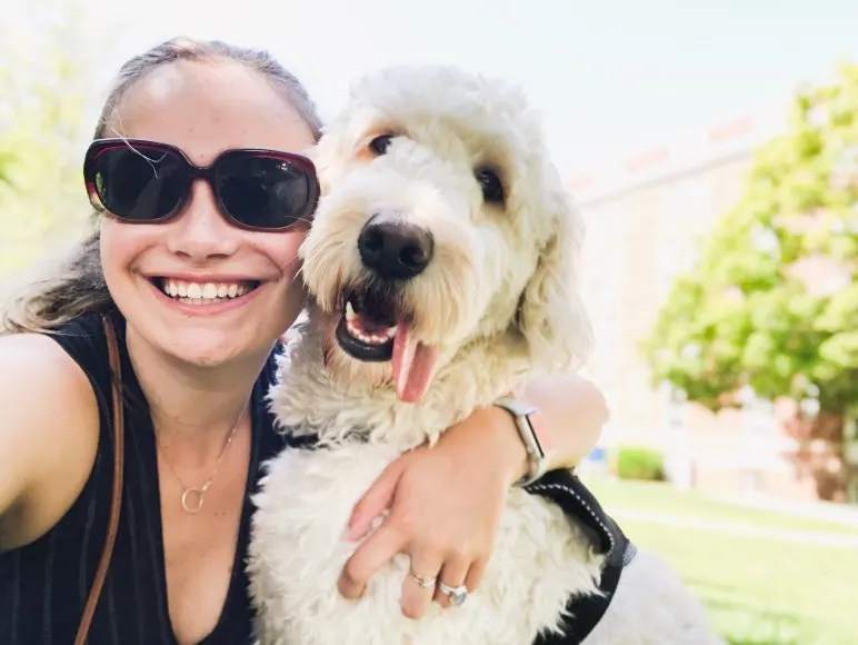 When Should Goldendoodles Be Spayed? (Veterinarian Advice!) 3 When Should A Goldendoodle Be Spayed?