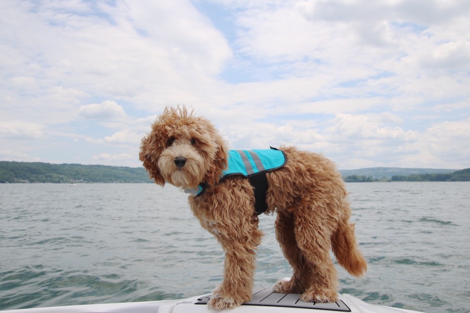 Why Do Goldendoodles Pee When Excited?