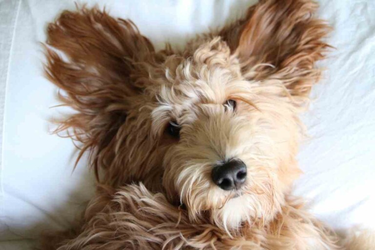 Ear Infections In Goldendoodles: Three Common Problems &Amp;Amp; Treatments