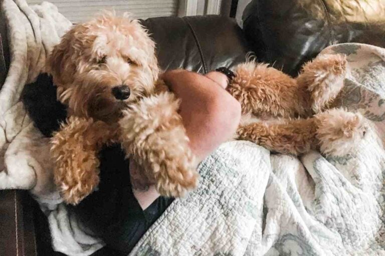 Goldendoodles - Do Goldendoodles Like To Cuddle? | Goldendoodle Advice