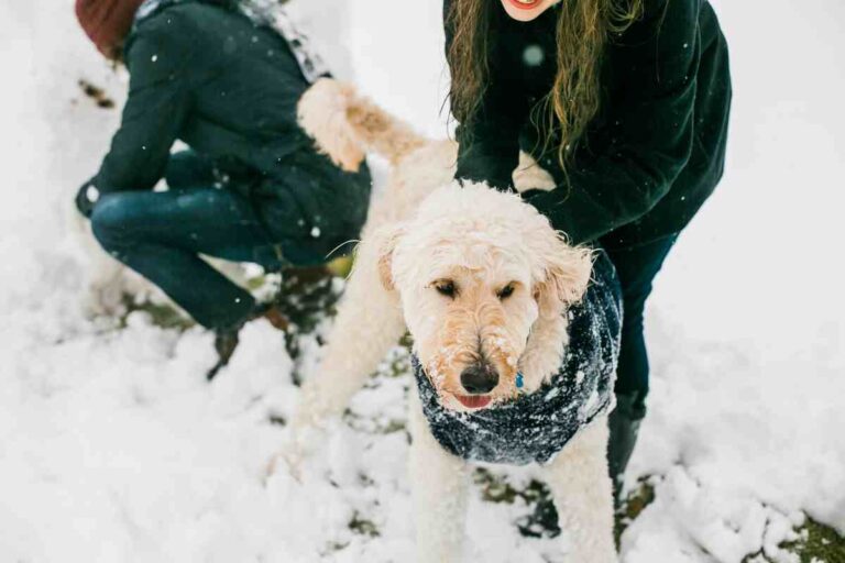 Why Does My Goldendoodle Lean On Me?